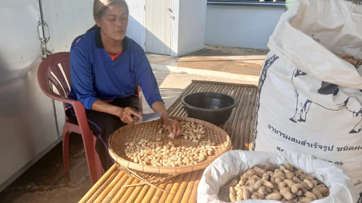 Récolte de Cacahuètes en Isan 🇹🇭 | La Vraie Vie de Ferme Thaïlandaise ! 🥜