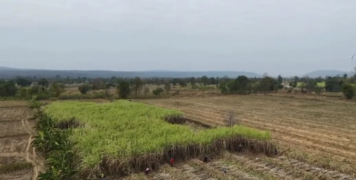 Récolte de la canne à sucre en Isan
