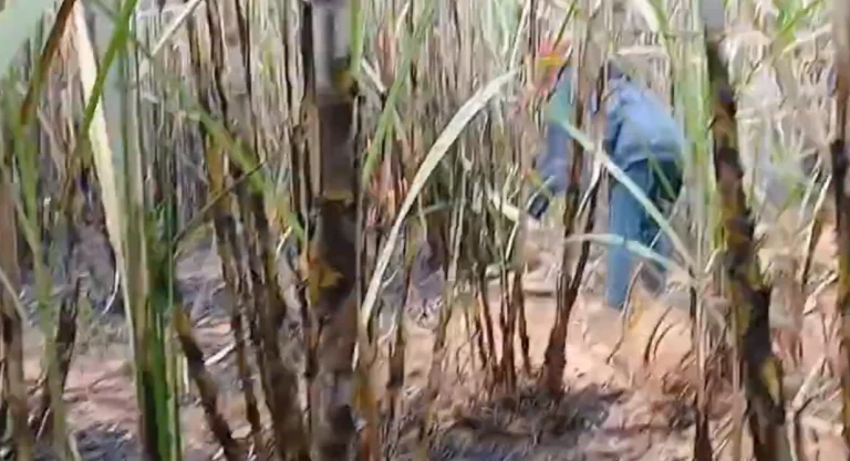 Incendie dans un champs de cannes à sucre