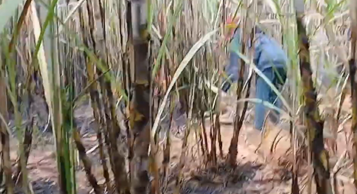 Incendie dans un champs de cannes à sucre