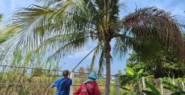 La récolte des noix de coco en Isan