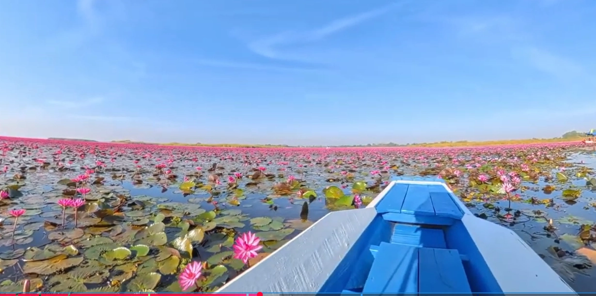 Le lac des lotus roses à Udo Thani